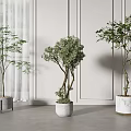 Stylish Bonsai Plants Indoor Display With Different Planters White Walls Curtains And Gray Floor