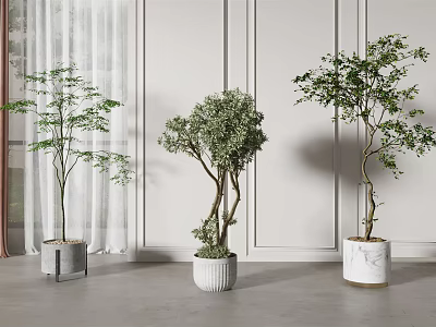 Stylish Bonsai Plants Indoor Display With Different Planters White Walls Curtains And Gray Floor 3d model