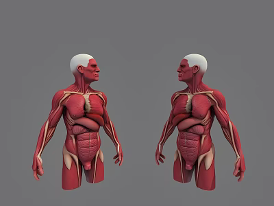 Detailed Human Organ System Anatomical Model Displaying Muscles And Internal Organs 3d model