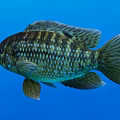 Graceful Striped Aquatic Fish With Shiny Brown And White Scales Swimming In Blue Water