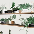 Stylish Indoor Bonsai Potted Plants Display With Shelves And Various Greenery