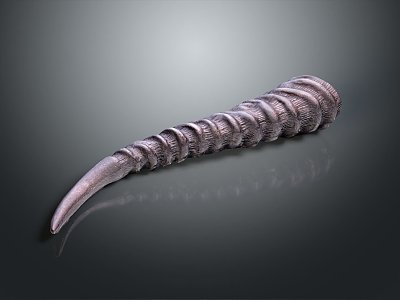 Horns of animals Horns of animals Horns of cattle Horns of deer Horns of animals Life supplies 3d model