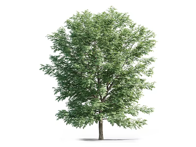 Lush Green Tree With Dense Foliage And Strong Trunk Isolated On White 3d model