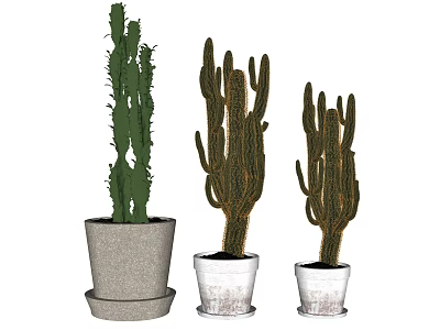 Indoor Cactus Potted Plants With Different Ceramic Pots For Home Decor 3d model