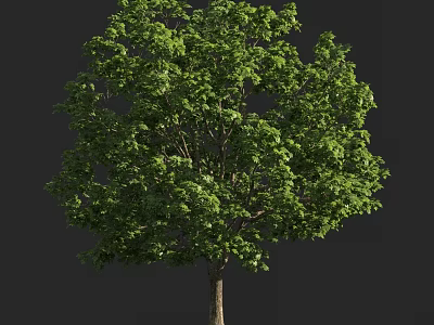 Lush Green Arbor With Dense Foliage And Strong Trunk In Natural Setting 3d model
