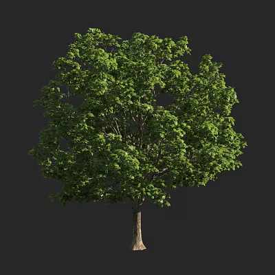 Lush Green Arbor With Dense Foliage And Strong Trunk In Natural Setting 3d model