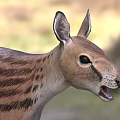 Striped Reptile With Brown Body Standing In Natural Habitat Open Mouth Pose