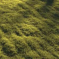 Lush Green Grass in Sunlit Field with Natural Growth and Vibrant Fresh Texture