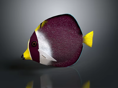 Tropical Fish Colorful Fish Ornamental Fish Aquarium Coral Fish Underwater Fish Color Fish Cartoon Fish Freshwater Fish 3d model