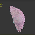 Natural Seashell With Detailed Surface Texture And Curved Shape On Gray Background