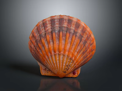 Vibrant Orange Brown Striped Scallop Shell Display On Dark Background 3d model