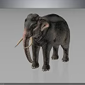 Realistic Elephant With Long White Tusks Gray Skin And Curved Trunk