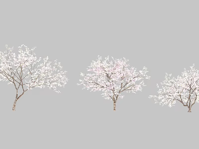 Beautiful Flowering Trees With White And Pink Blossoms In Full Bloom 3d model