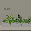 Modern Indoor Landscape With White Planter Box And Various Green Leafy Plants