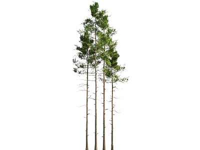 tree pine model