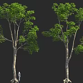 Two Tall Trees With Green Foliage And Small Person Figure
