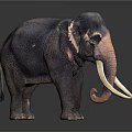 Detailed Dark Elephant With Long White Tusks Standing On Dark Background