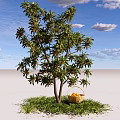 Arbor Tree With Fresh Fruits And Wicker Basket On Green Grass Under Blue Sky