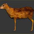 Small Orange And Brown Deer Like Animal With Shiny Fur Standing On Dark Background