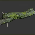Lush Green Moss Plant Growing On Weathered Wooden Branch With Dark Background