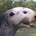 Otter With Black Body And White Head Standing In Natural Grassland Environment