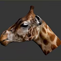 Detailed Giraffe Head With Brown Spots And Horns On Dark Background