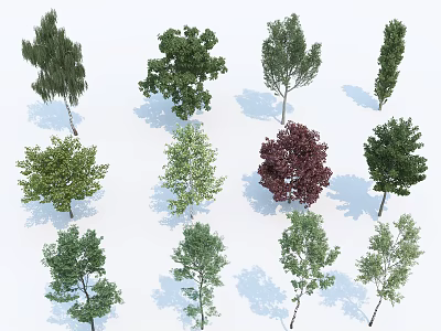 Various Types of Ornamental Trees with Diverse Foliage and Shapes for Garden Landscaping 3d model