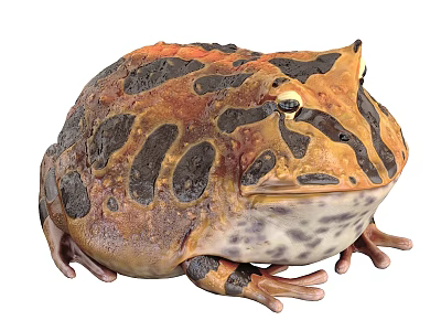 Vibrant Reptile with Orange and Black Patterns on Large Textured Body 3d model