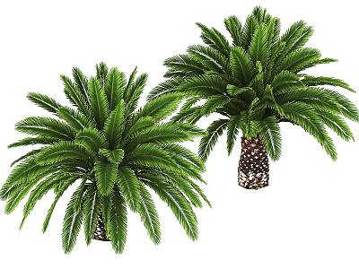 Ornamental Tropical Garden Shrubs With Green Feathery Leaves And Textured Trunks 3d model