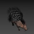 Realistic Porcupine With Long Black And White Quills And Brown Body