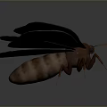 Large Moth With Patterned Wings And Eye Like Spots On Dark Background