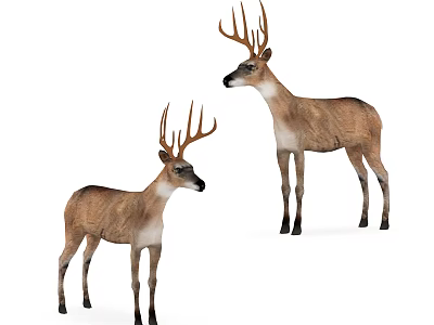 Two Brown Deer With Large Antlers Standing On White Background In Natural Pose 3d model