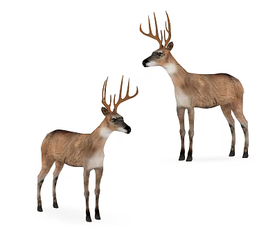 modern deer male deer 3d model modern deer male deer 3d model