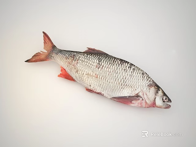 Fresh Water Fish With Silver Red Scales Fins And Tail Showcased On White Background 3d model 
