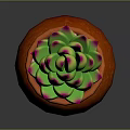 Succulent Plant with Green Leaves and Pink Tips in Orange Pot with Cherry Blossom Pattern
