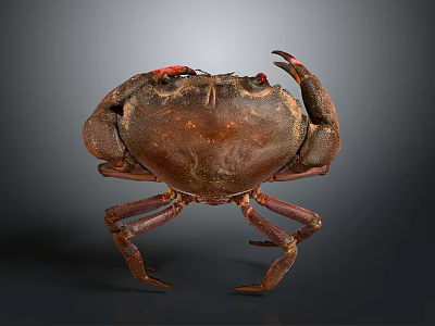 Brown Crab With Red Eyes Detailed Body Structure And Claws On Dark Background 3d model