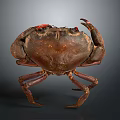 Brown Crab With Red Eyes Detailed Body Structure And Claws On Dark Background