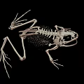 Complete Frog Skeleton Anatomical Structure Detailed Scientific View On Black Background 3d model