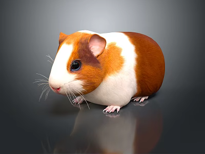 Cute Brown And White Guinea Pig On Gray Surface With Reflection 3d model