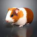 Cute Brown And White Guinea Pig On Gray Surface With Reflection