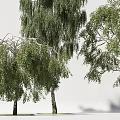 Trees With Green Foliage And Various Branch Structures In Natural Arrangement