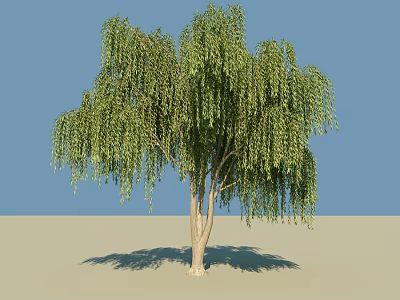 Weeping Willow Tree With Green Drooping Branches And Leaves Against Blue Sky And Light Ground 3d model