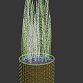 Potted Snake Plant With Long Green Leaves In Woven Basket Pot