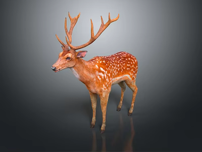 Brown Deer With Large Antlers Brown Coat White Spots Standing On Dark Background With Reflection 3d model