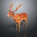 Brown Deer With Large Antlers Brown Coat White Spots Standing On Dark Background With Reflection