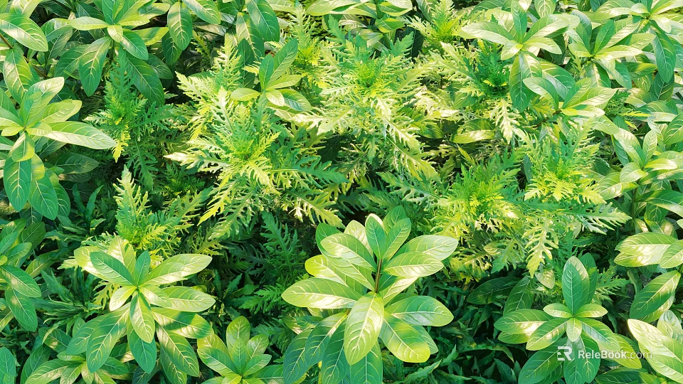 Sunlit Lush Green Shrubs With Diverse Healthy Foliage And Leaf Varieties 3d model 
