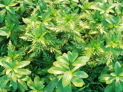 Sunlit Lush Green Shrubs With Diverse Healthy Foliage And Leaf Varieties 3d model