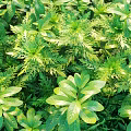Sunlit Lush Green Shrubs With Diverse Healthy Foliage And Leaf Varieties
