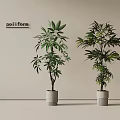 Potted Plants with Lush Green Leaves in Concrete Pots for Modern Poliform Interior Decor
