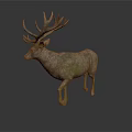Stag with Large Antlers and Mossy Coat Standing on White Background with Reflection